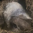 Adorable Puppies Cuddling on Hay Bed