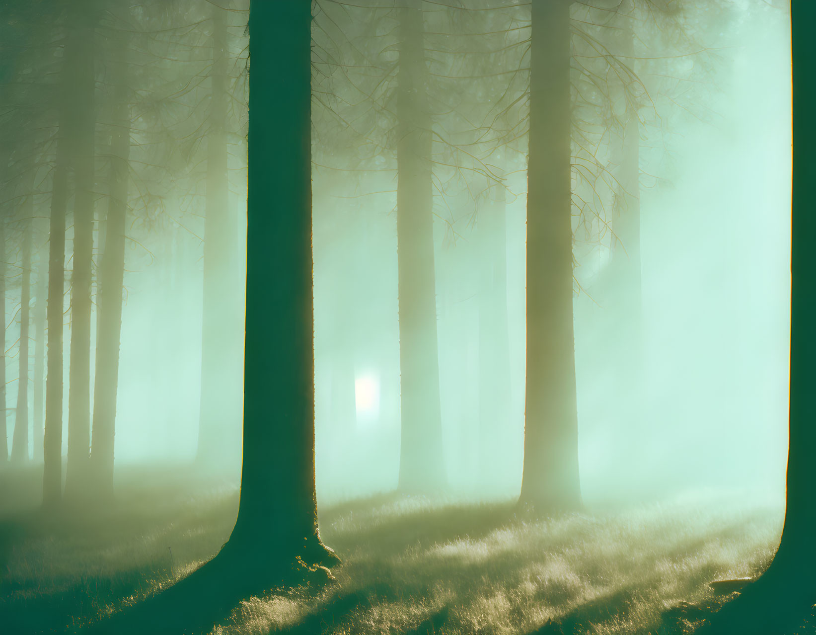 Sunlit forest scene with mist and warm glow.