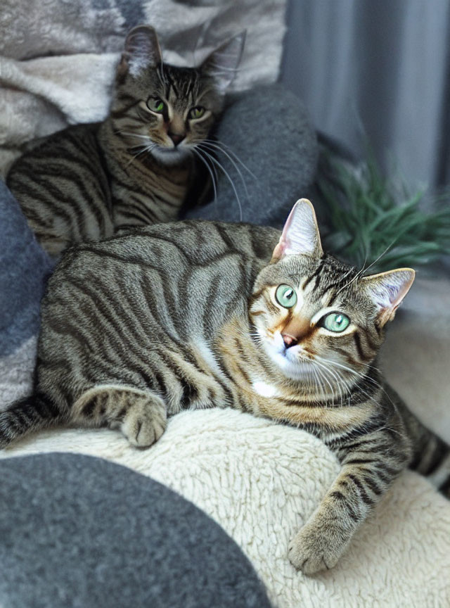 Two striped cats with green eyes on cream bed