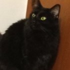 Two Black Cats with Striking Blue Eyes Snuggle Together by Wall