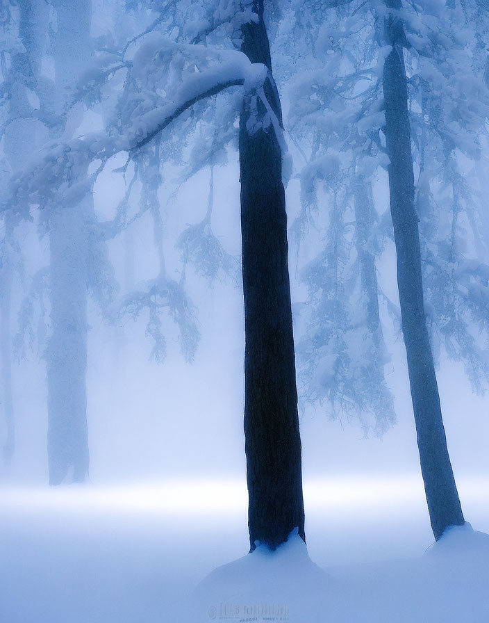 Snowy Forest Scene: Tranquil Trees in Misty Blue Haze