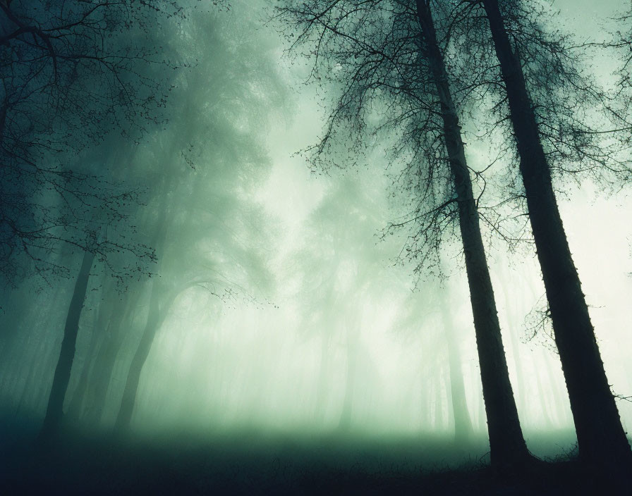 Misty forest with tall tree silhouettes and mysterious fog