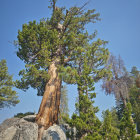 Towering Giant Sequoia Tree in Forest Scene