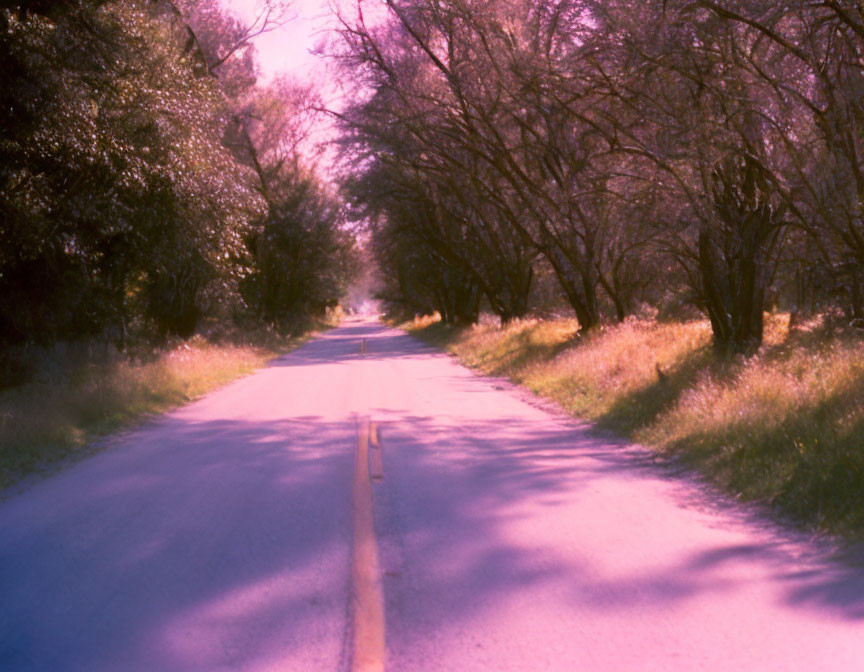 Tree-lined road with overhanging branches under pinkish-purple sky