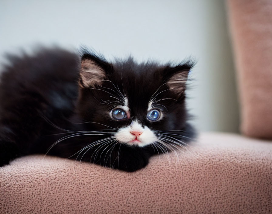 Black Kitten with White Muzzle and Blue Eyes Lying Down