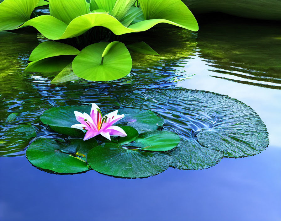 Pink and White Water Lily Blooms on Blue Pond Surface