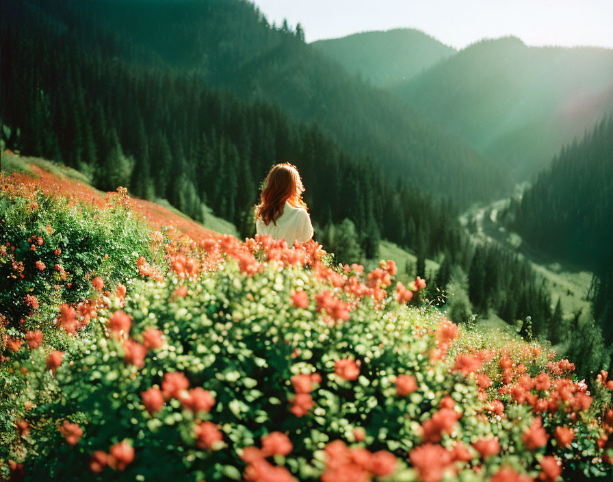 Person sitting among red flowers with green hills in background