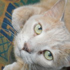 White Fluffy Cat with Green Eyes Among Peacock Feathers