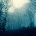 Mystical forest scene with eerie blue lights and towering trees in dense fog