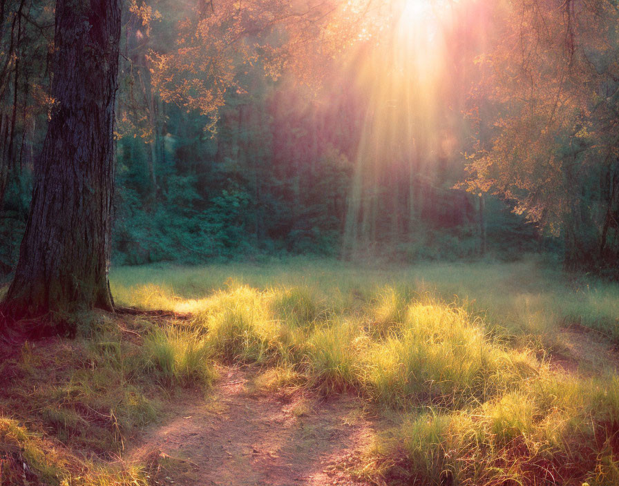 Forest scene: Sunbeams on lush floor with winding path