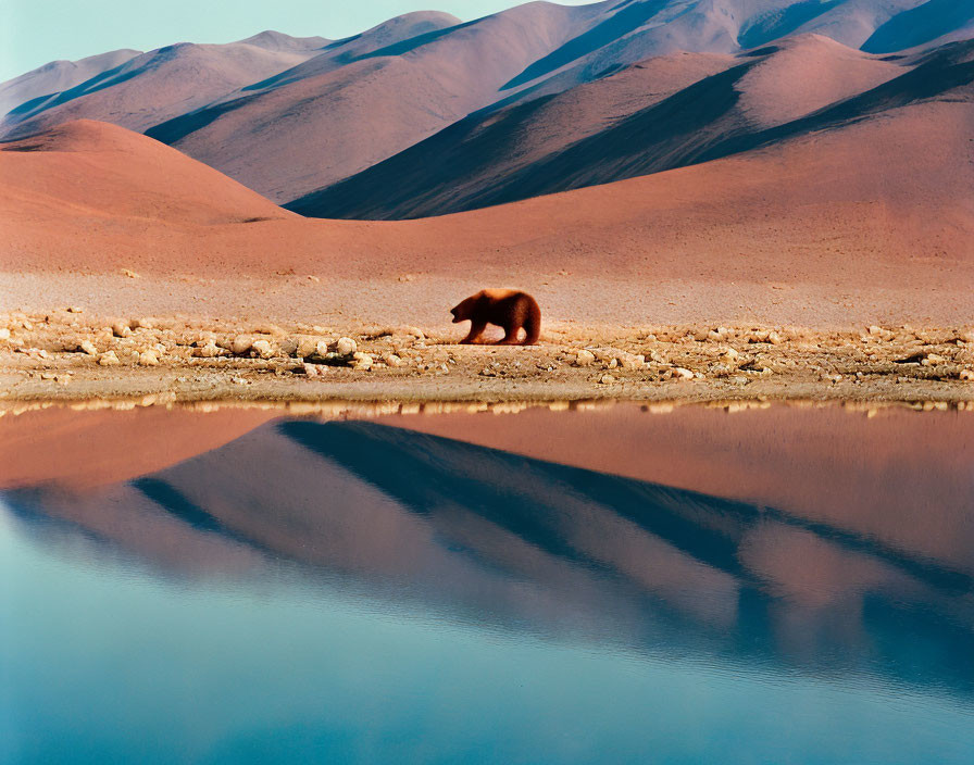 Brown bear reflection in water with sand dunes and blue sky