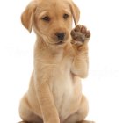 Fluffy golden puppy with blue pocket watch paw raised