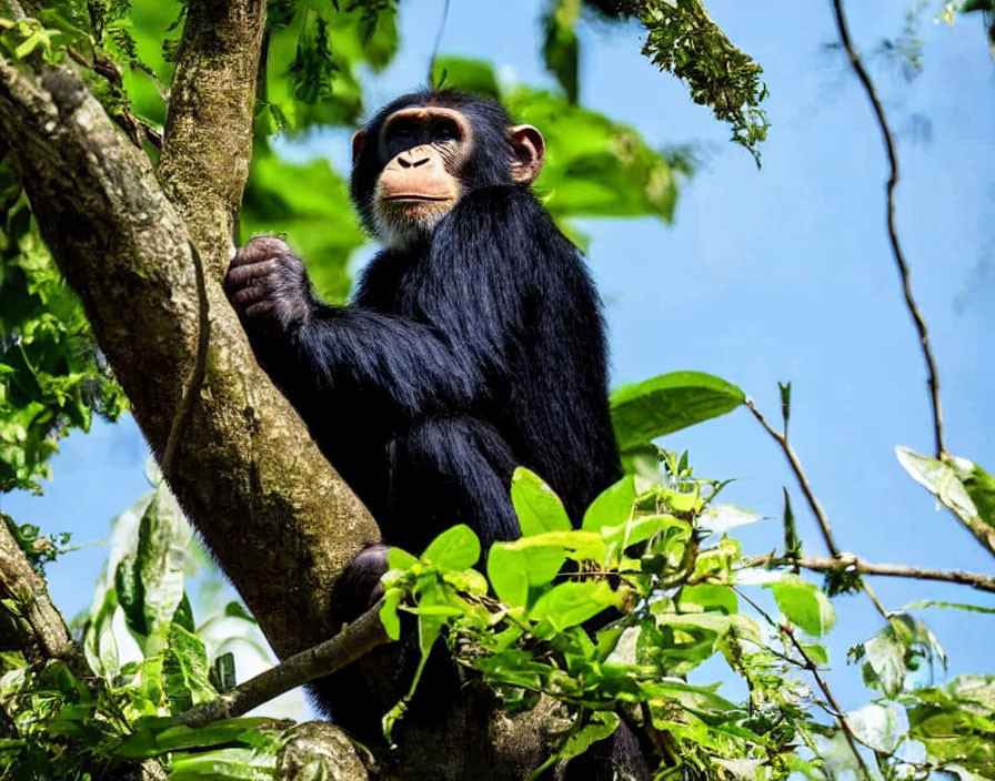 Chimpanzee in Tree Branch Against Blue Sky