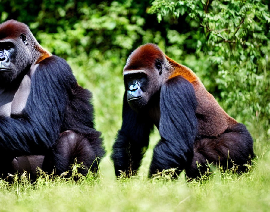 Two gorillas with black fur seated in grassy field among lush greenery