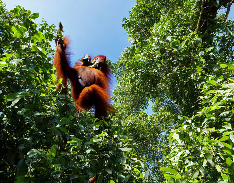 Orangutan stretching in lush green forest