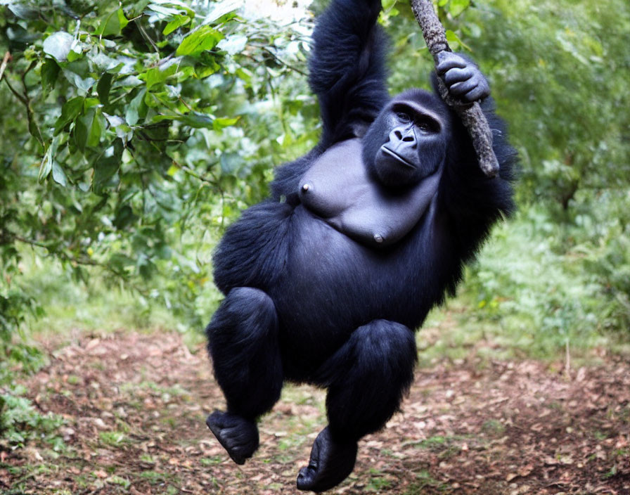 Gorilla in green foliage gazes thoughtfully from branch