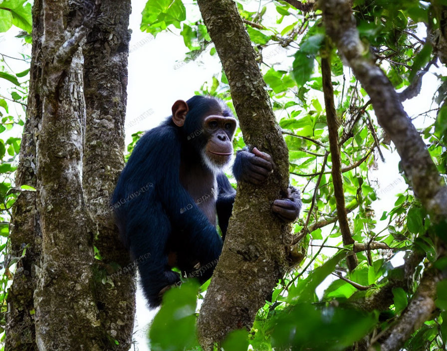 Chimpanzee observing from tree branches in lush foliage