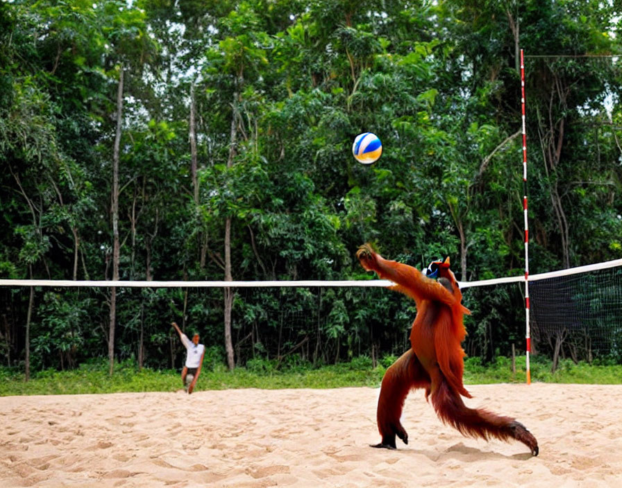 Orangutan playing volleyball with human on sand court