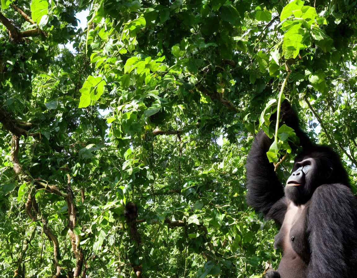 Gorilla reaching up under leafy trees in green forest