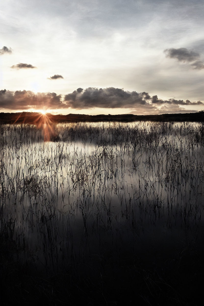 Tranquil lake at sunset with plant reflections under cloudy sky