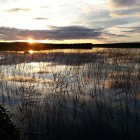 Tranquil lake at sunset with plant reflections under cloudy sky