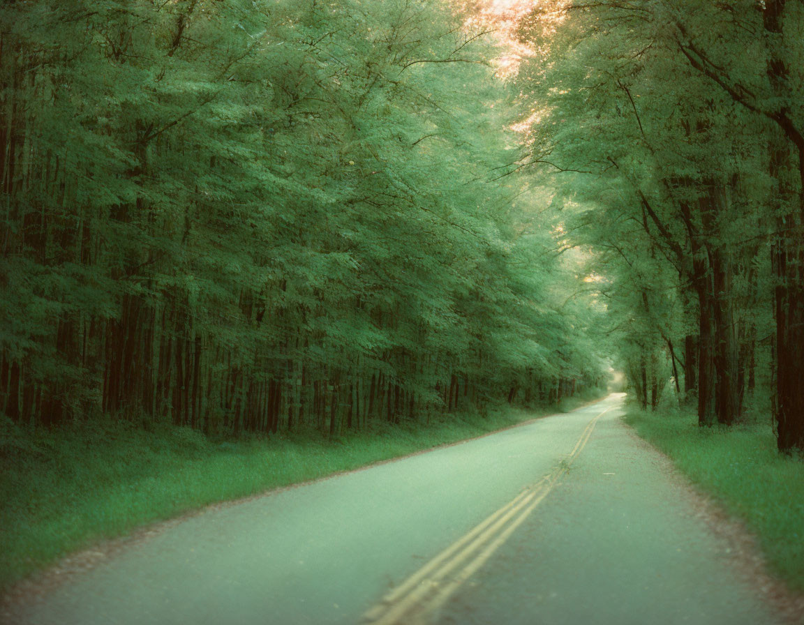 Serene forest scene: empty road through lush greenery