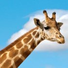 Close-up of giraffe against clear blue sky with long neck and patterned skin.