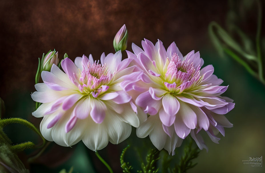 Pink and white dahlia flowers in full bloom against dark background