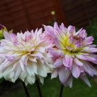 Pink and white dahlia flowers in full bloom against dark background