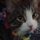 Striped cat with striking green eyes in close-up view