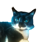 Digitally altered black and white cat with turquoise eyes on dark backdrop