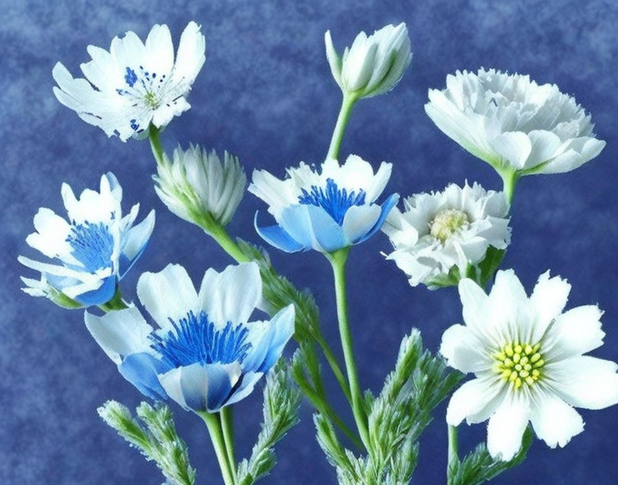 White Flowers with Blue Centers on Textured Blue Background