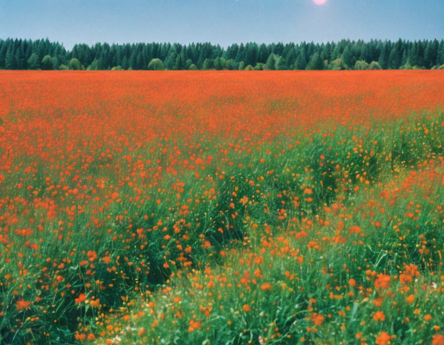 Colorful poppy field with green trees under blue sky