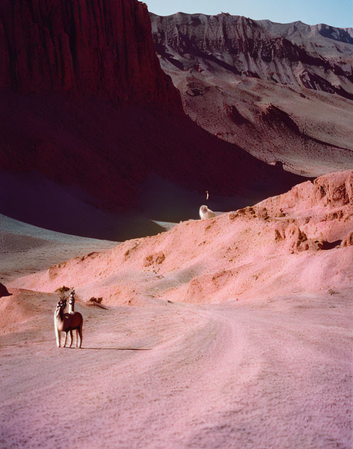 Llama on rugged desert path with warm-hued cliffs