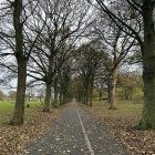 Autumn forest road with sunbeams and fallen leaves