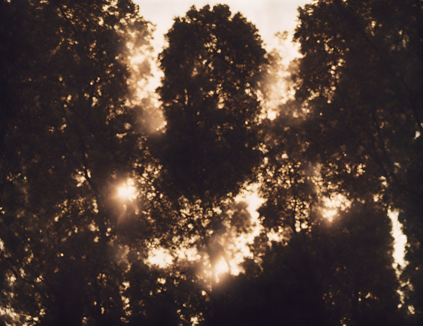 Natural sunlight through dense tree foliage: warm, dappled light effect