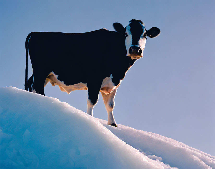 Cow standing on snowy hill under blue sky