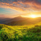 Vibrant flower field and villa in scenic sunset landscape