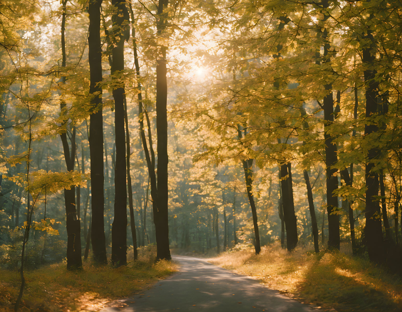 Tranquil forest path with golden autumn sunlight