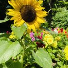 Sunflower, butterflies, green foliage, blue sky: Nature Scene