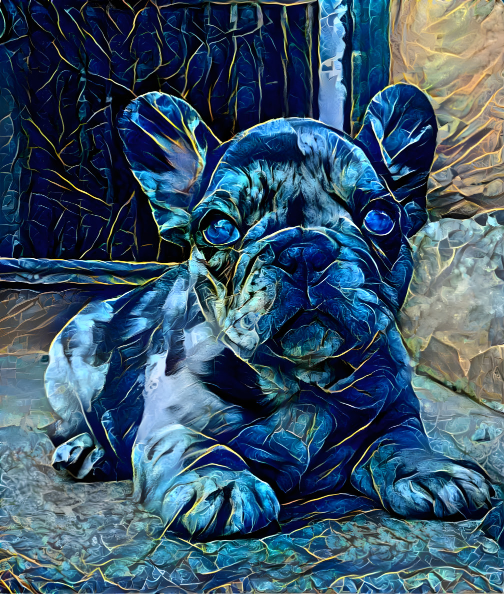 Blue merle Frenchie