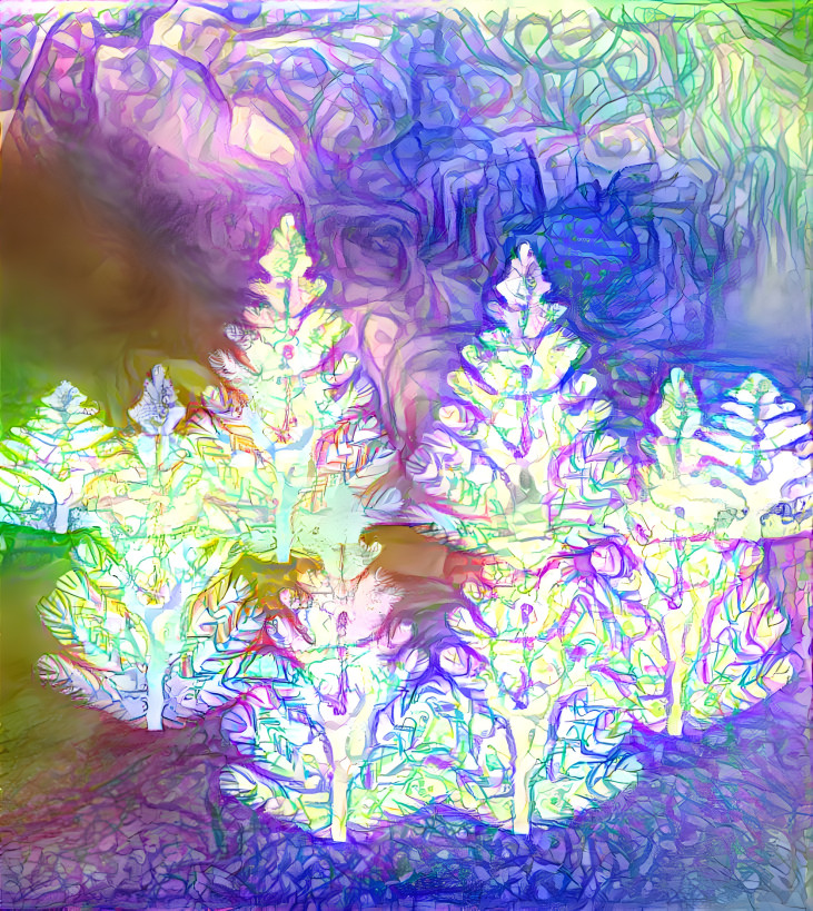 Frost firs