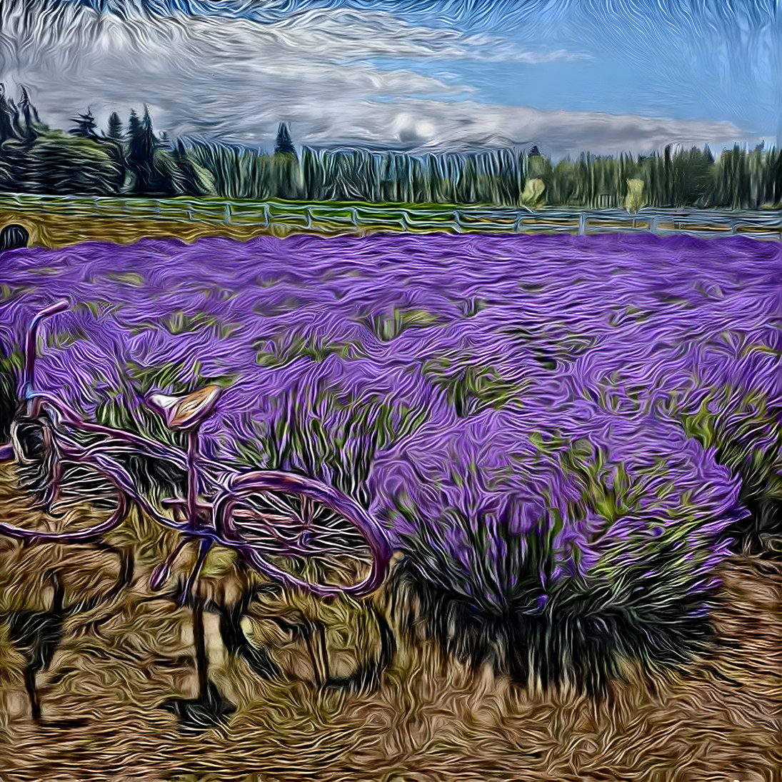 Sequim, WA Lavender Fields