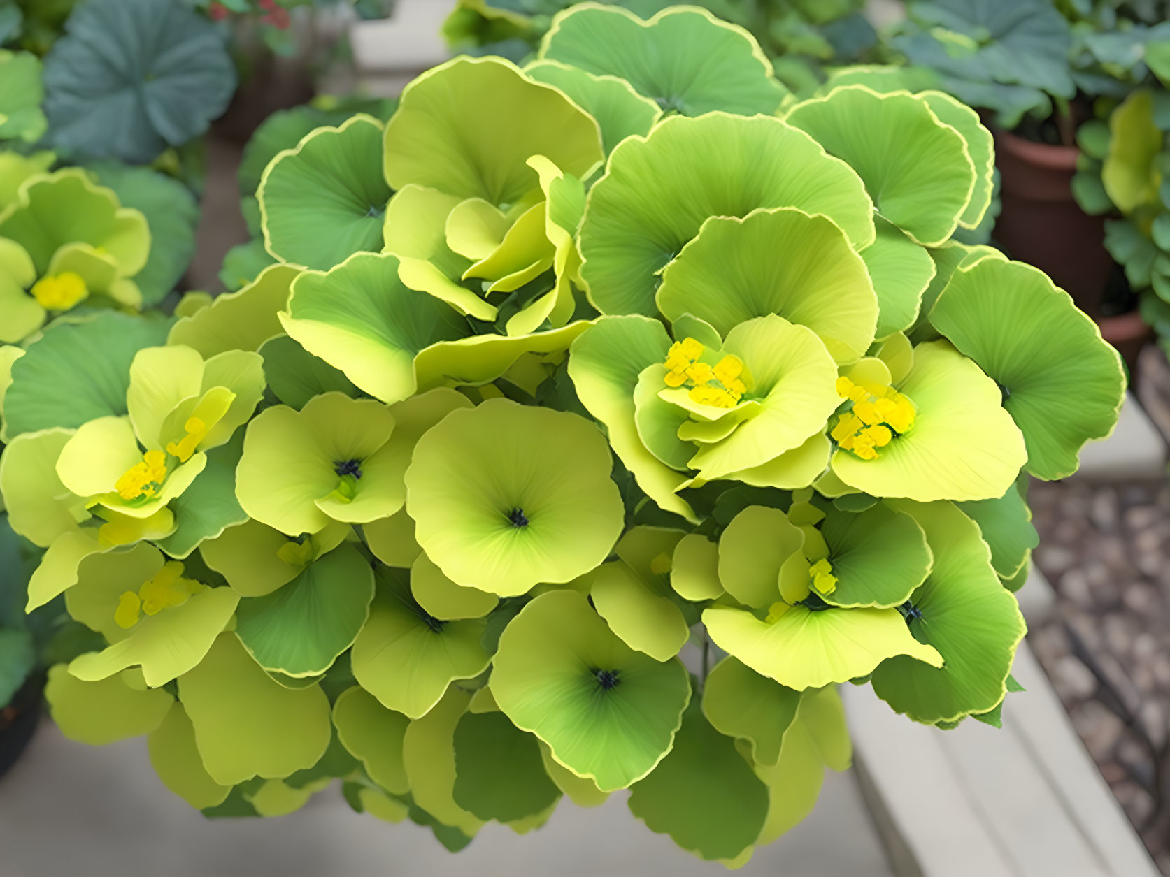 Large round leaves and yellow flowers on lush green plant in garden display