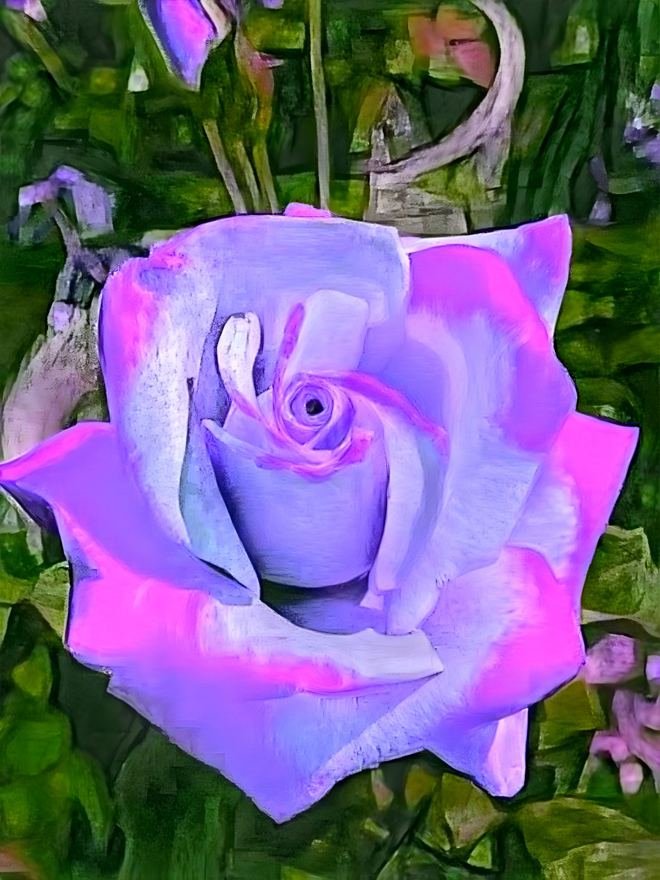 Lilac rose