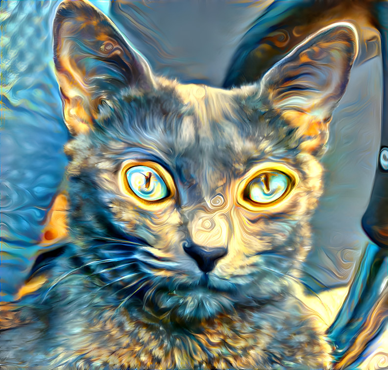 Dreamy blue cat