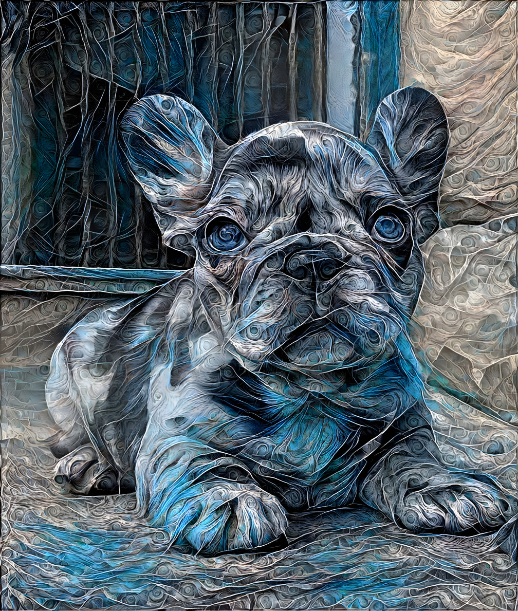 Blue Merle Frenchie