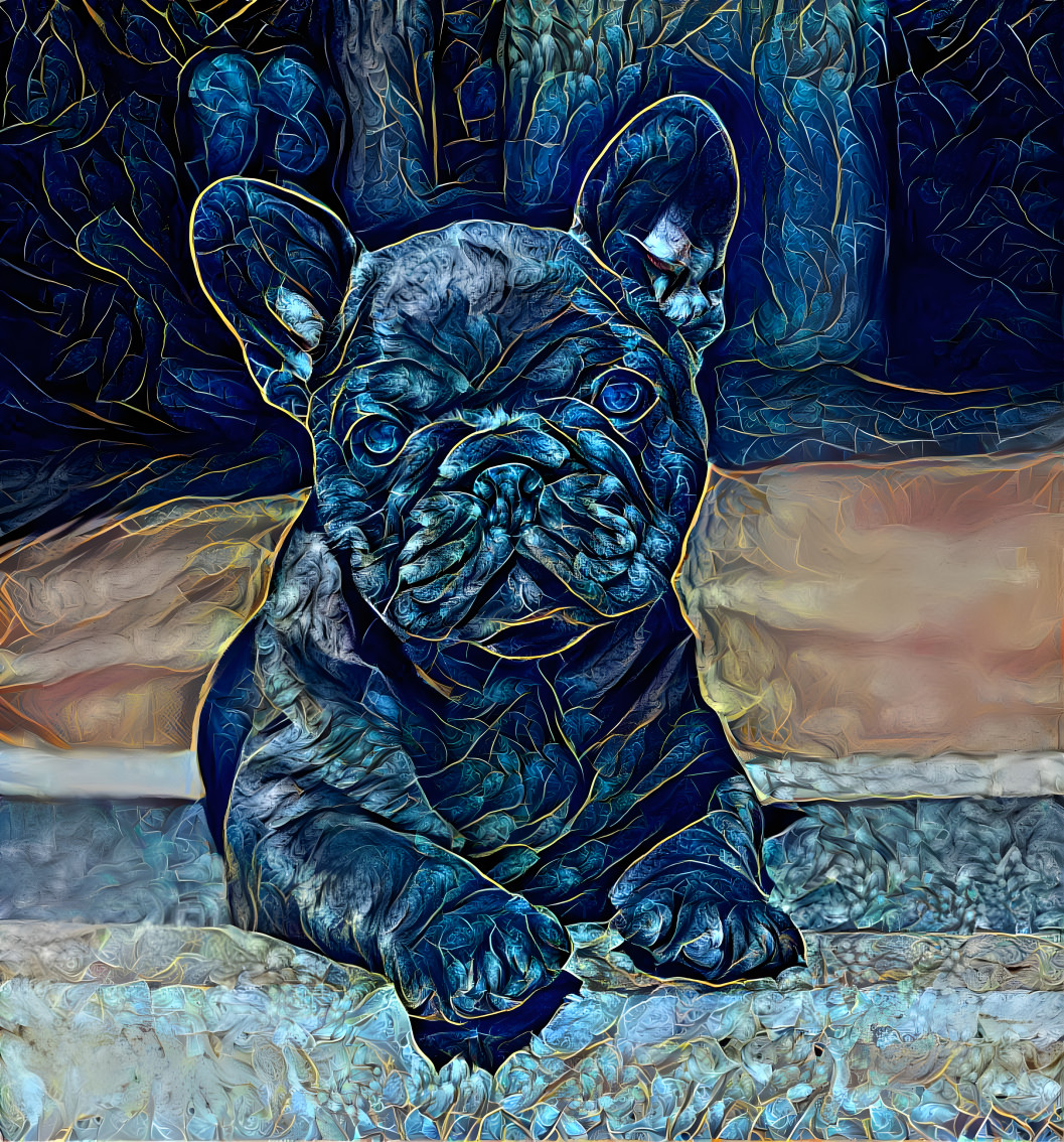 Blue Frenchie