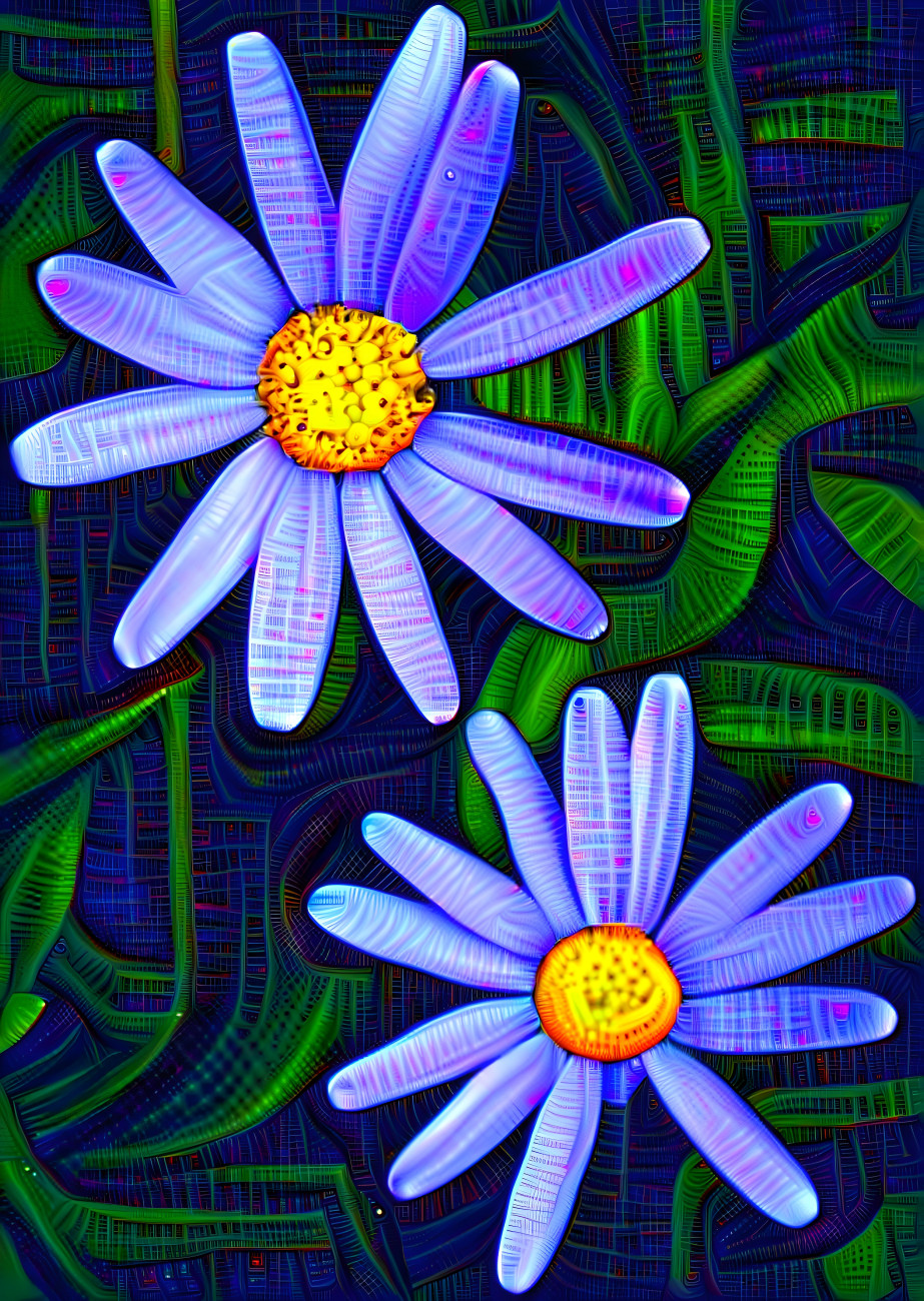 Blue daisies