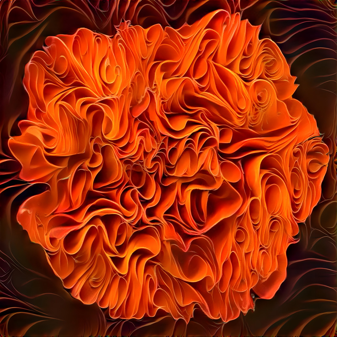 Orange carnation